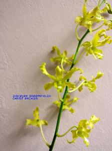 Dendrobium discolor var. broomfieldii