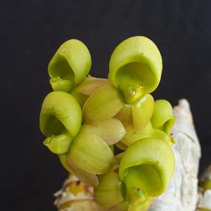 Catasetum pulchrum
