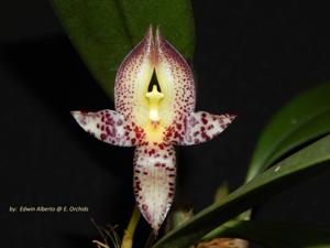 Bulbophyllum macranthum