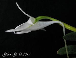 Angraecum aloifolium