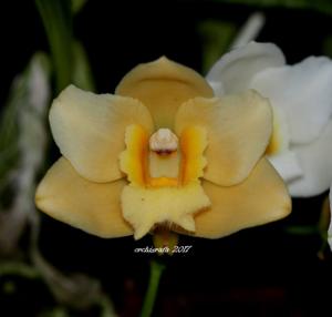 Bifrenaria harrisoniae var. alba