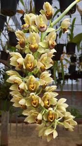 Catasetum complanatum