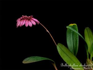 Bulbophyllum longiflorum