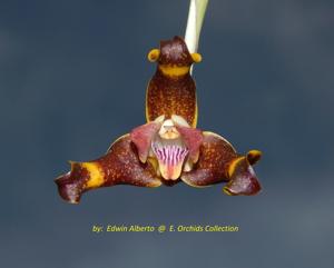 Grammangis ellisii