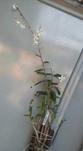 Dendrobium odoratum