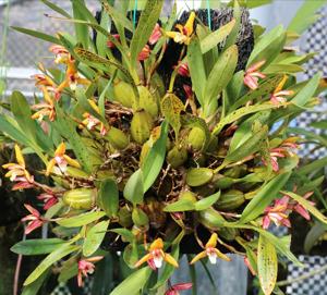 Maxillaria chrysantha