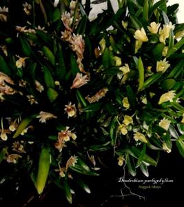 Dendrobium pachyphyllum