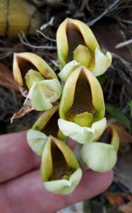 Catasetum rooseveltianum