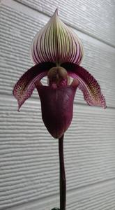 Paphiopedilum superbiens var. curtisii