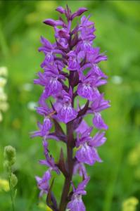 Dactylorhiza osmanica
