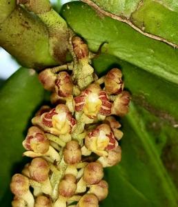 Robiquetia spathulata