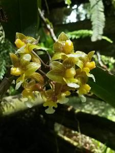 Dendrobium crabro