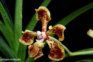 Vanda arcuata