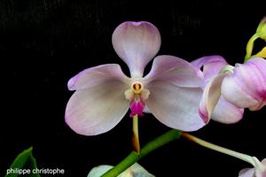 Vanda coerulea f. delicata