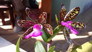 Cattleya aclandiae var. nigrescens