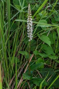 Peristylus constrictus