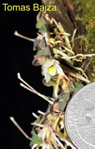 Constantia microscopica