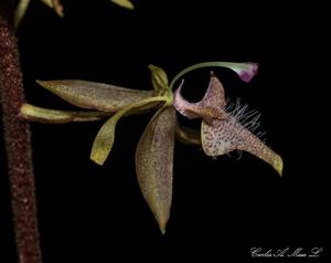 Polycycnis muscifera