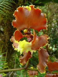 Cyrtochilum serratum