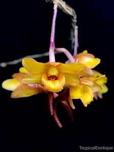 Dendrobium hamaticalcar
