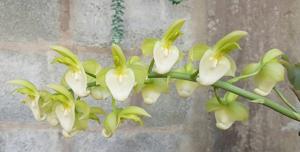 Catasetum spitzii var. album