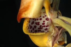 Coryanthes bruchmuelleri