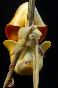 Coryanthes bruchmuelleri