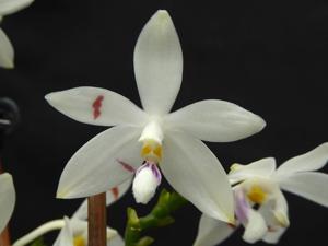 Phalaenopsis tetraspis