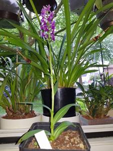 Dactylorhiza purpurella