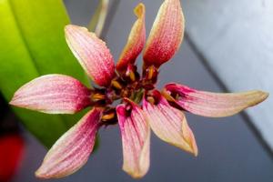 Bulbophyllum lepidum