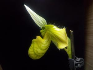 Paphiopedilum venustum