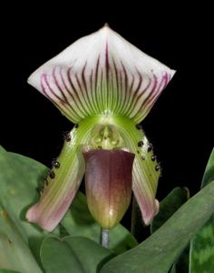 Paphiopedilum callosum
