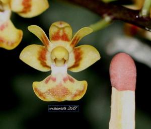 Phalaenopsis chibae