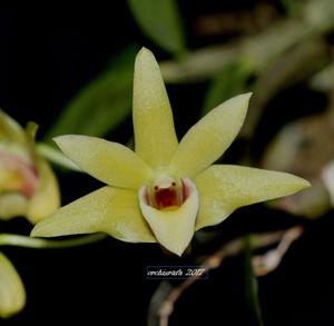 Dendrobium officinale