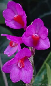 Dendrobium glomeratum