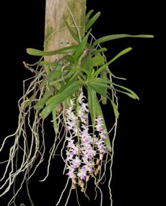 Aerides falcata