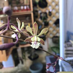 Encyclia guatemalensis