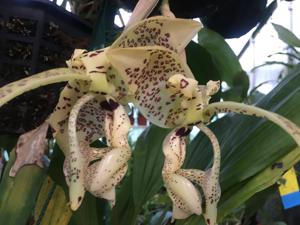 Stanhopea deltoidea