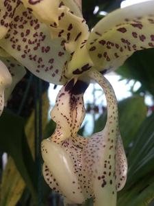Stanhopea deltoidea