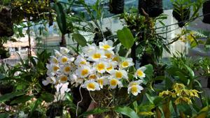 Dendrobium farmeri