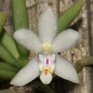 Brachypeza semiteretifolia