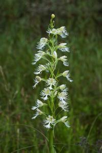 Platanthera leucophaea