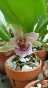 Warczewiczella amazonica