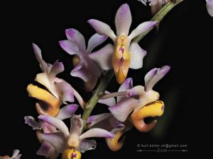 Aerides odorata