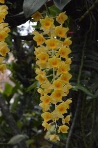 Dendrobium farmeri