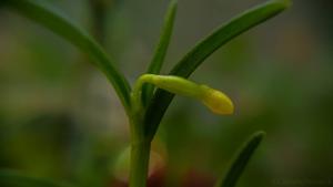Jacquiniella globosa