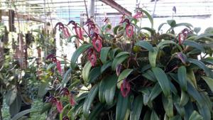 Bulbophyllum lasiochilum