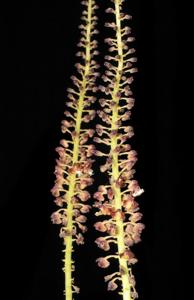 Mycaranthes latifolia