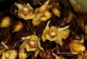 Agrostophyllum longifolium