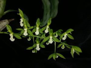Catasetum cristatum